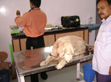 A close-up view of clinical pet care.